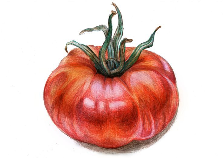 Tomate